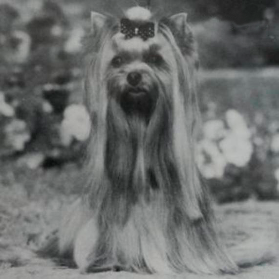 Durrer DURRER’S WHISTLE A TUNE &mdash; Labaza DogPedigree YorkshireTerrier